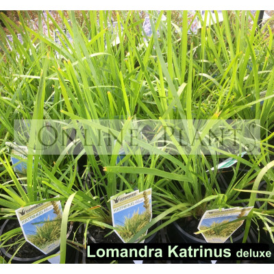 Lomandra Katrinus Deluxe