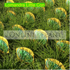 Lomandra Little Con