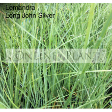 Lomandra Long John Silver