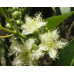 Lophostemon Confertus Queensland Box 