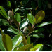 Magnolia Grandiflora Exmouth Bull Bay Magnolia