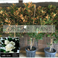 Magnolia Little Gem 25cm pot SPECIAL $45.95