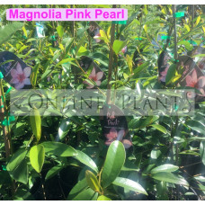 Magnolia Pink Pearl