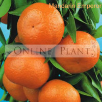 Citrus Tree Mandarin Emperor