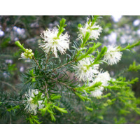 Melaleuca Ericifolia