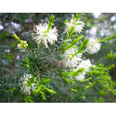 Melaleuca Ericifolia
