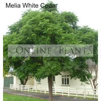 Melia Azedarach White Cedar