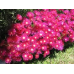 Mesembryanthemum Pigface Candy Pink