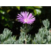 Mesembryanthemum Pigface Starry Mauve