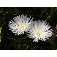 Mesembryanthemum Pigface White