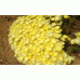 Mesembryanthemum Pigface Yellow
