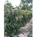 Michelia Fairy Blush Magnolia