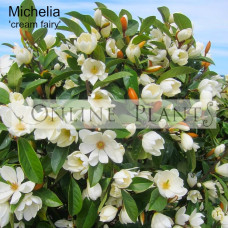 Michelia Fairy Cream Magnolia