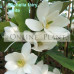 Michelia Fairy White Magnolia