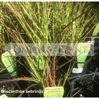 Miscanthos zebrinus Zebra Grass