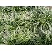 Ophiopogon Japonicus Green Mondo Grass