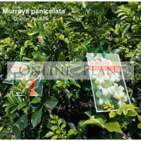 Murraya Paniculata Orange Jasmine