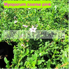 Myoporum Parvifolium coarse pink
