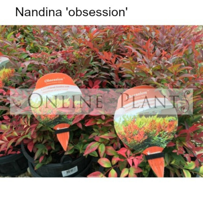 Nandina Obsession