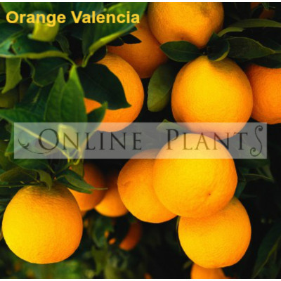 Citrus tree Orange Valenica