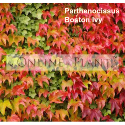 Parthenocissus Tricuspidata, Boston Ivy