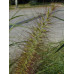 Pennisetum Alopecuroides Swamp Foxtail