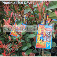 Photinia Red Devil