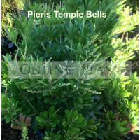 Pieris Japonica Temple Bells 