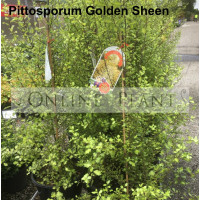 Pittosporum tenuifolium Golden Sheen