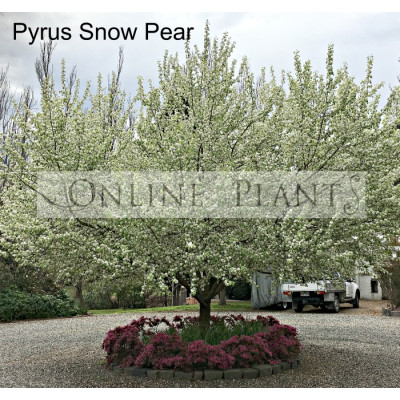 Pyrus Nivalis Snow Pear Ornamental Pear