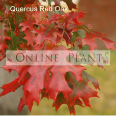 Quercus rubra Red Oak