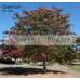 Quercus palustris Pin Oak