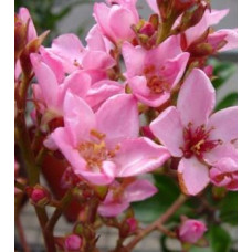 Raphiolepsis apple blossom, Indian Hawthorn