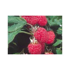 Raspberry Plant assorted fruiting variety