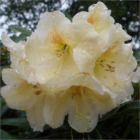Rhododendron, Claire