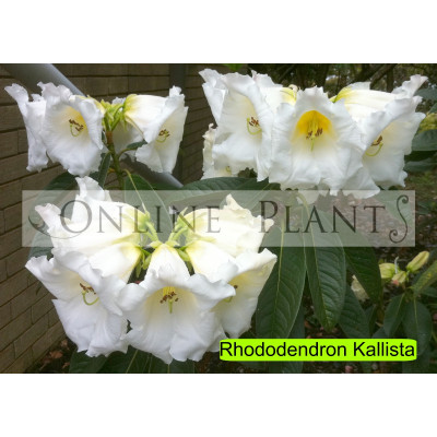 Rhododendron, Kallista