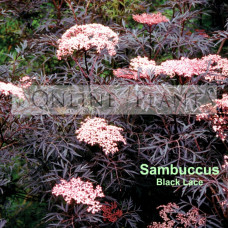 Sambuccas nigra Black Lace