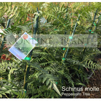 Schinus Molle, Pepper Corn Tree