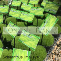 Scleranthus Lime Lava