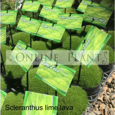 Scleranthus Lime Lava