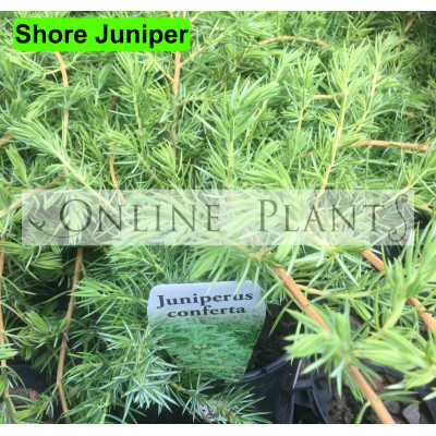 Juniperus Conferta