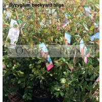 Syzygium 'Backyard Bliss' Lilly Pilly 