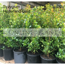 Syzygium Hinterland Gold, Lilly pilly 