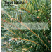 Taxus baccata Irish Yew
