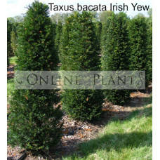 Taxus baccata Irish Yew
