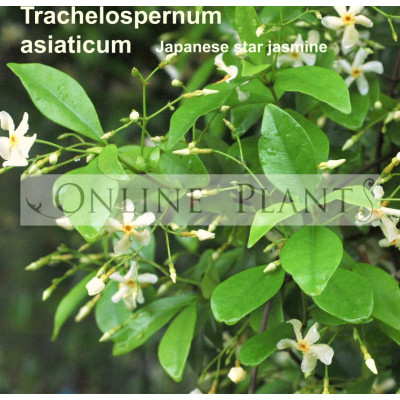 Trachelospermum asiaticum, Japanese star jasmine