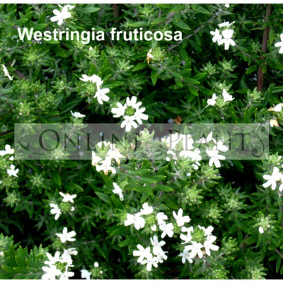 Westringia fruticosa Coastal Rosemary