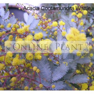 Acacia  bailyana Cootamundra wattle