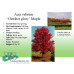 Acer Rubrum, October Glory Maple