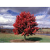 Acer Rubrum, October Glory Maple